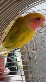 Inseparabili roseicollis