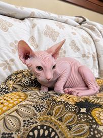 Sphynx cucciolo