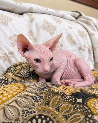 Sphynx cucciolo
