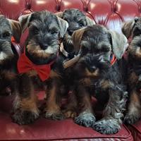 Schnauzer nano pepe sale cuccioli zwergschnauzer p