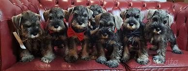 Schnauzer nano pepe sale cuccioli zwergschnauzer p