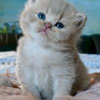 BRITISH Shorthair Lilac Tortie
