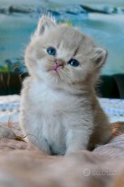 BRITISH Shorthair Lilac Tortie