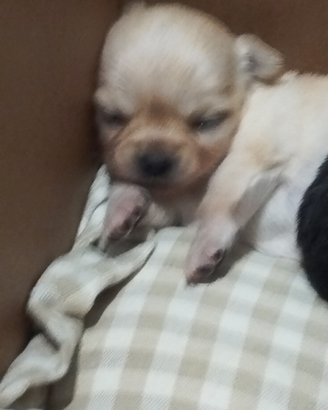 Chihuahua