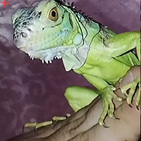 Iguana