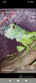 Iguana