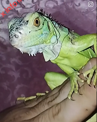 Iguana