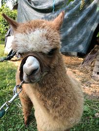 Alpaca