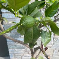 Limone 4 stagioni