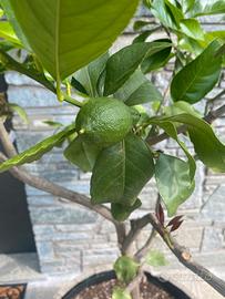Limone 4 stagioni