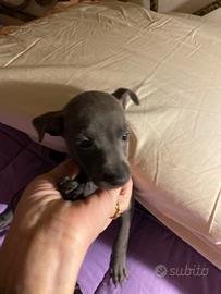 Piccolo levriero italiano