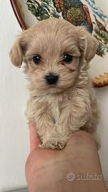 Maltipoo mini