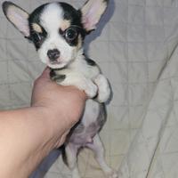 Chihuahua Pedigree Enci 2 mesi