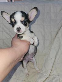 Chihuahua Pedigree Enci 2 mesi