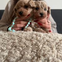 Maltipoo toy