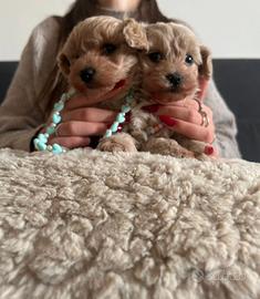 Maltipoo toy