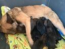 pastore-belga-malinois