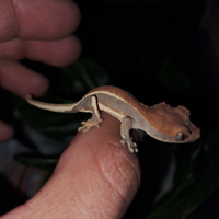 Gechi ciliatus