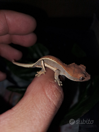 Gechi ciliatus