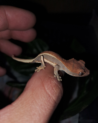 Gechi ciliatus
