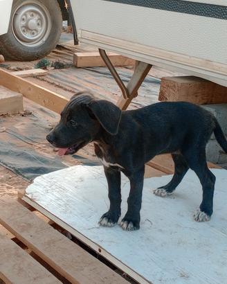 Cuccioli di cani