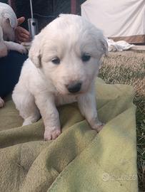 Cuccioli pastori maremmani