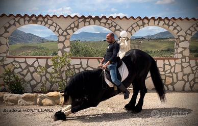 Addestramento cavalli e poni