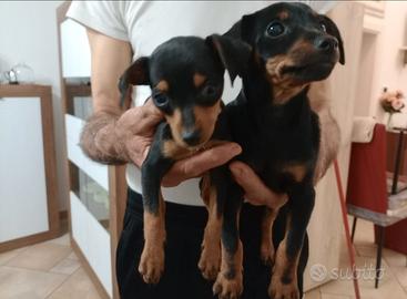 Cuccioli di pincher