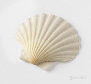 Gusci capesante da decoro