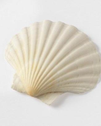 Gusci capesante da decoro