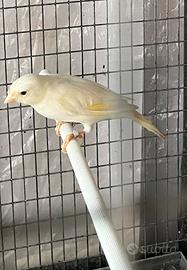 Canarini bianco e giallo
