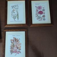 quadri botanica