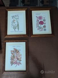 quadri botanica