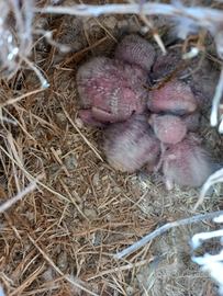 Pulli di inseparabili