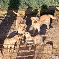 Labrador cuccioli