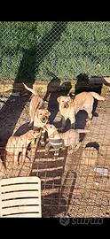 Labrador cuccioli
