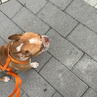 American bully