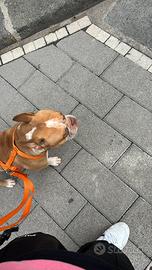 American bully