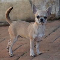 Chihuahua pelo corto