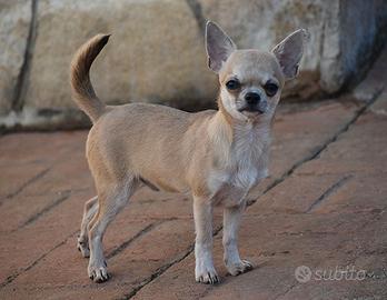 Chihuahua pelo corto