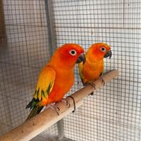 Coppia conuri del sole con sessaggi