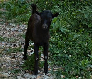 capretto tibetano