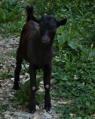 capretto tibetano