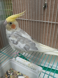 Calospite maschio cannella