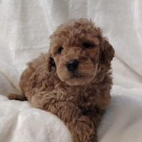 Cuccioli di BARBONCINO Nano con pedigree