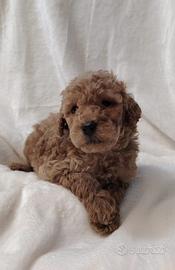 Cuccioli di BARBONCINO Nano con pedigree