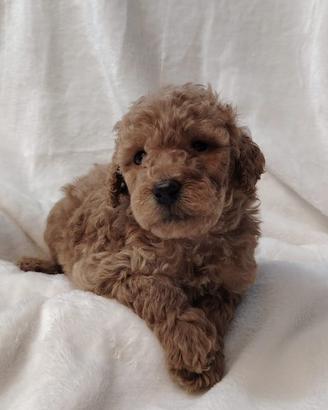 Cuccioli di BARBONCINO Nano con pedigree