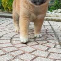 Cuccioli di Shiba-Inu