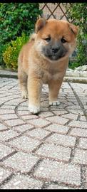 Cuccioli di Shiba-Inu