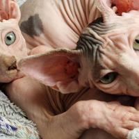 Cucciolo sphynx gatto